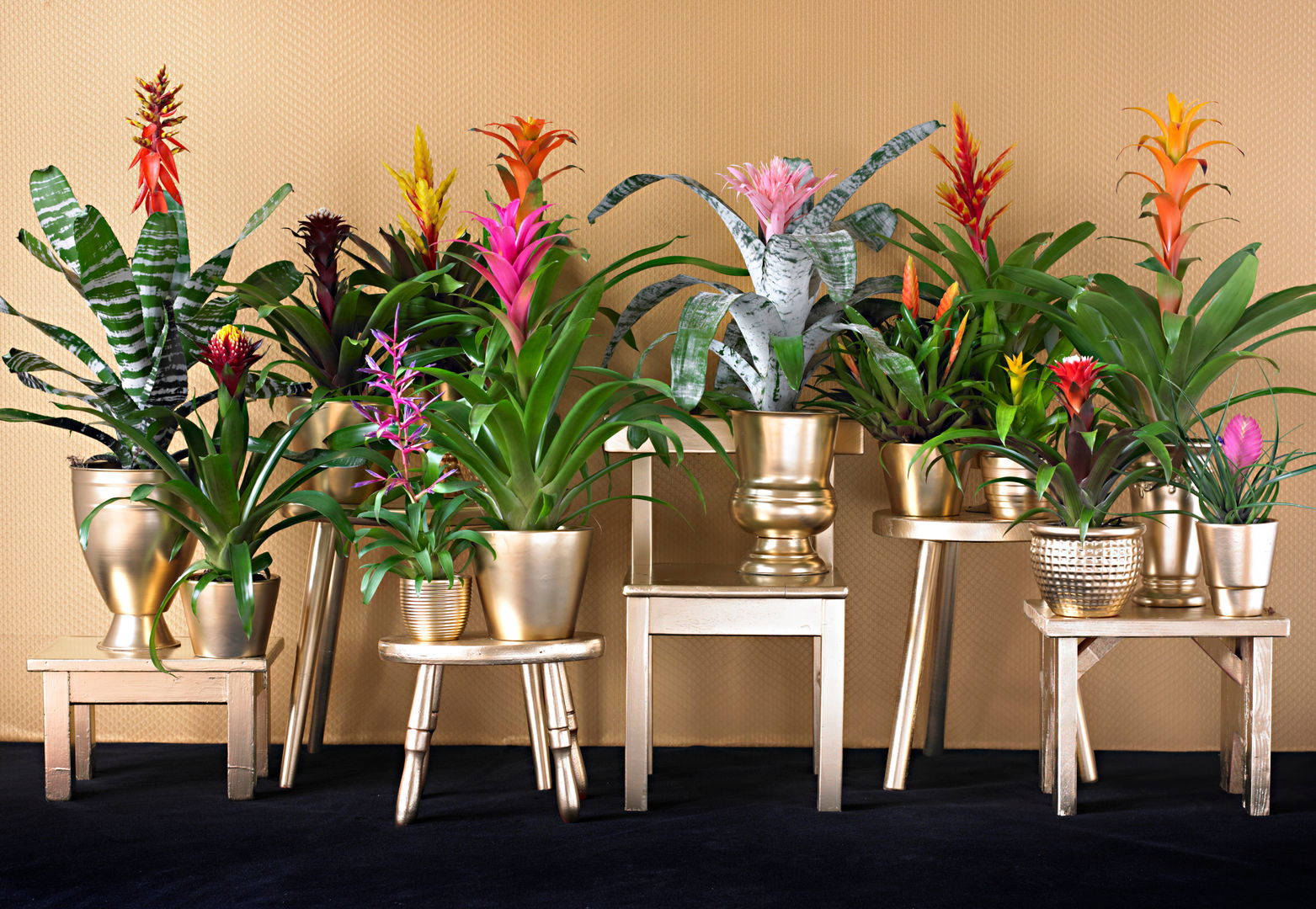 DIE BROMELIA - Die unkomplizierte Exotin, Pflanzenfreude.de Pflanzenfreude.de حديقة داخلية Interior landscaping