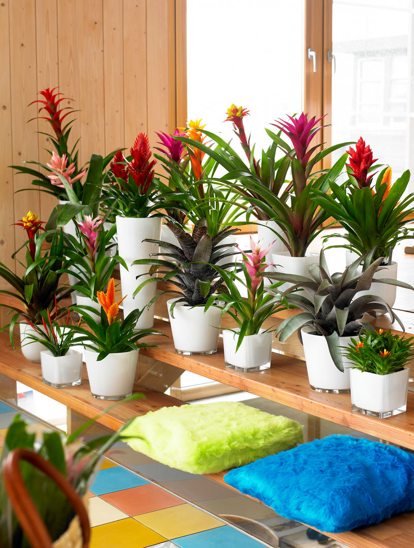 DIE BROMELIA - Die unkomplizierte Exotin | homify