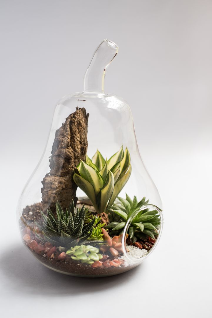 Terrariums, Your Green Canvas Your Green Canvas Giardino interno Vetro Paesaggio d'interni