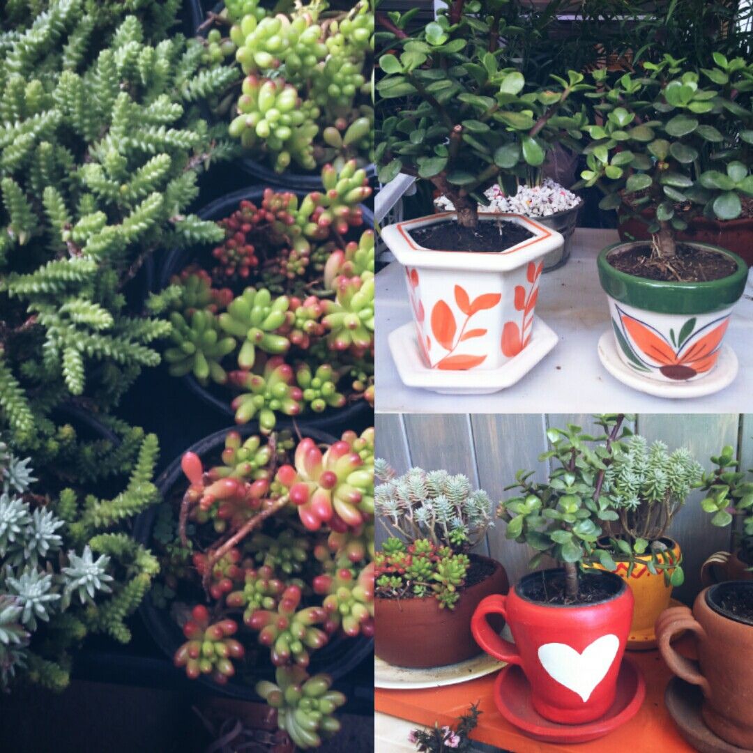 Variedades de plantas suculentas, en macetas de barro y ceramica Conexion Balcones y terrazas de estilo ecléctico
