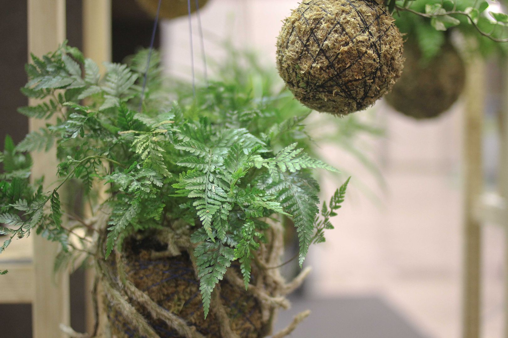 Showroom Lisboa Design show 2014, fiu jardins, lda. fiu jardins, lda. Modern garden Plants & flowers