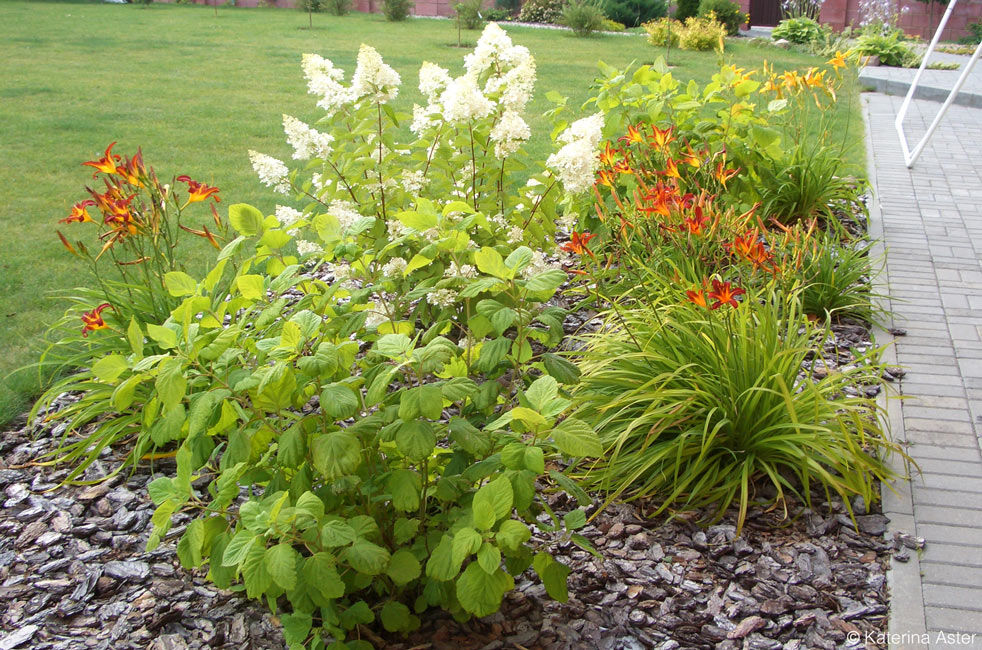 Ландшафтный дизайн городского участка, Aster Garden Aster Garden 庭院 植物與花