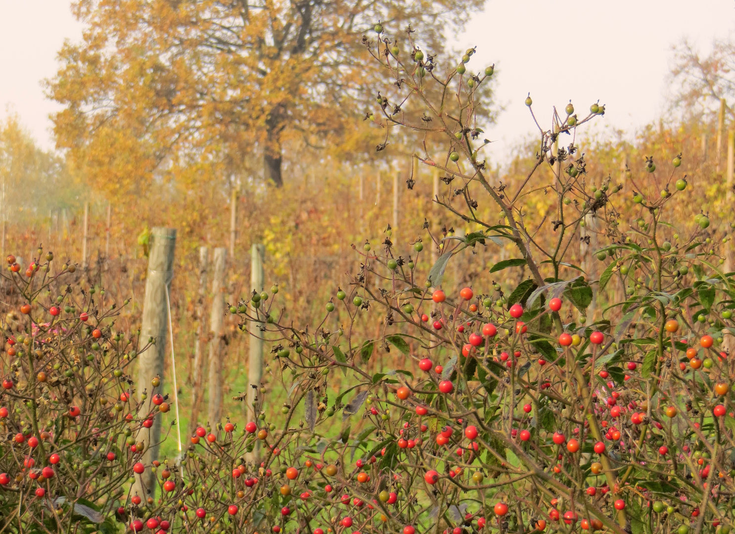 homify Jardines de estilo rural