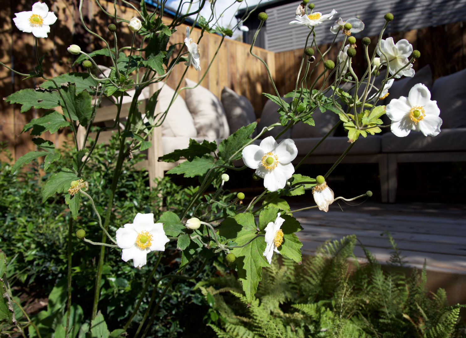 Anemone x hybrida 'Honorine Jobert' Tom Massey Landscape & Garden Design Jardines de estilo moderno