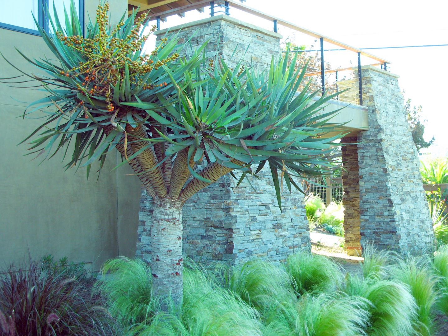 Island Style Tropical , Debora Carl Landscape Design Debora Carl Landscape Design สวน