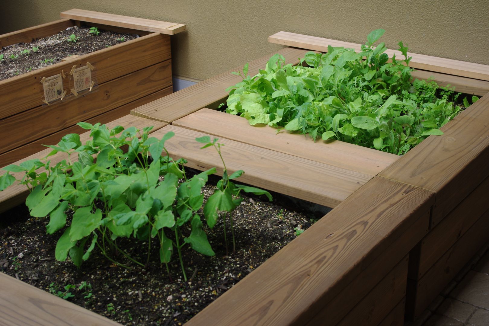 K 邸屋上庭園改修, ミドリカフェ ミドリカフェ Balcones y terrazas de estilo ecléctico Plantas y flores