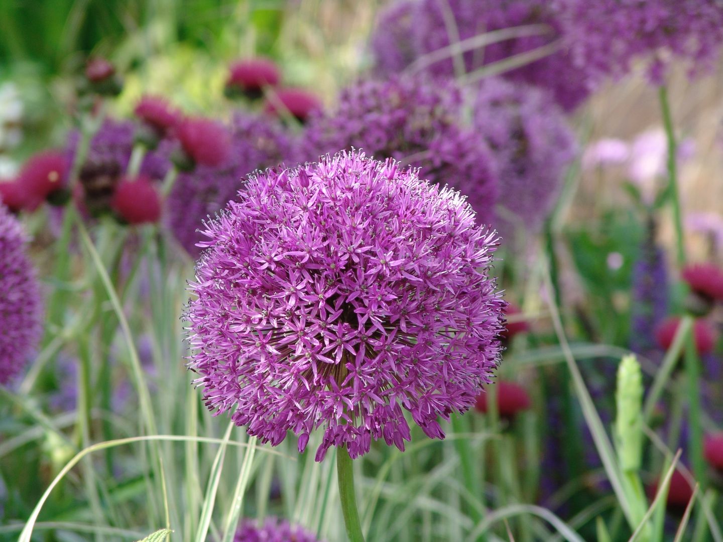 Alliums for cottage garden design homify Kırsal Bahçe Bitki & Çiçekler