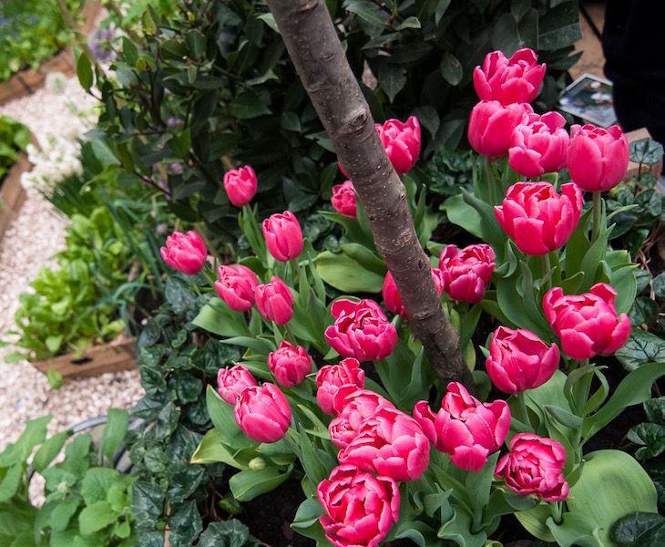 Tulips for cottage garden design homify Country style garden Plants & flowers