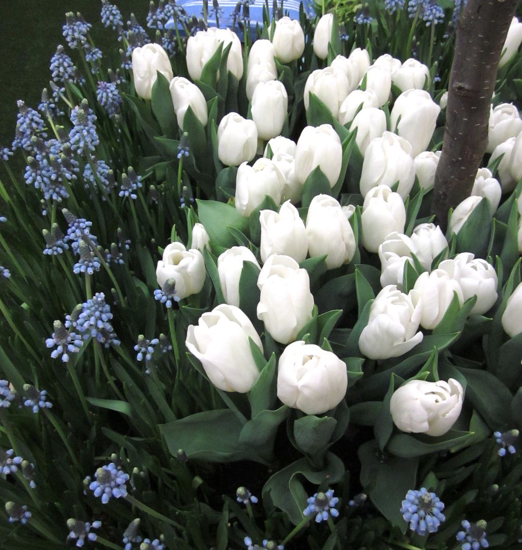 London Kitchen Garden - Small Garden Design by LS+L homify حديقة خشب Wood effect tulips,muscari,blue flowers,white flowers