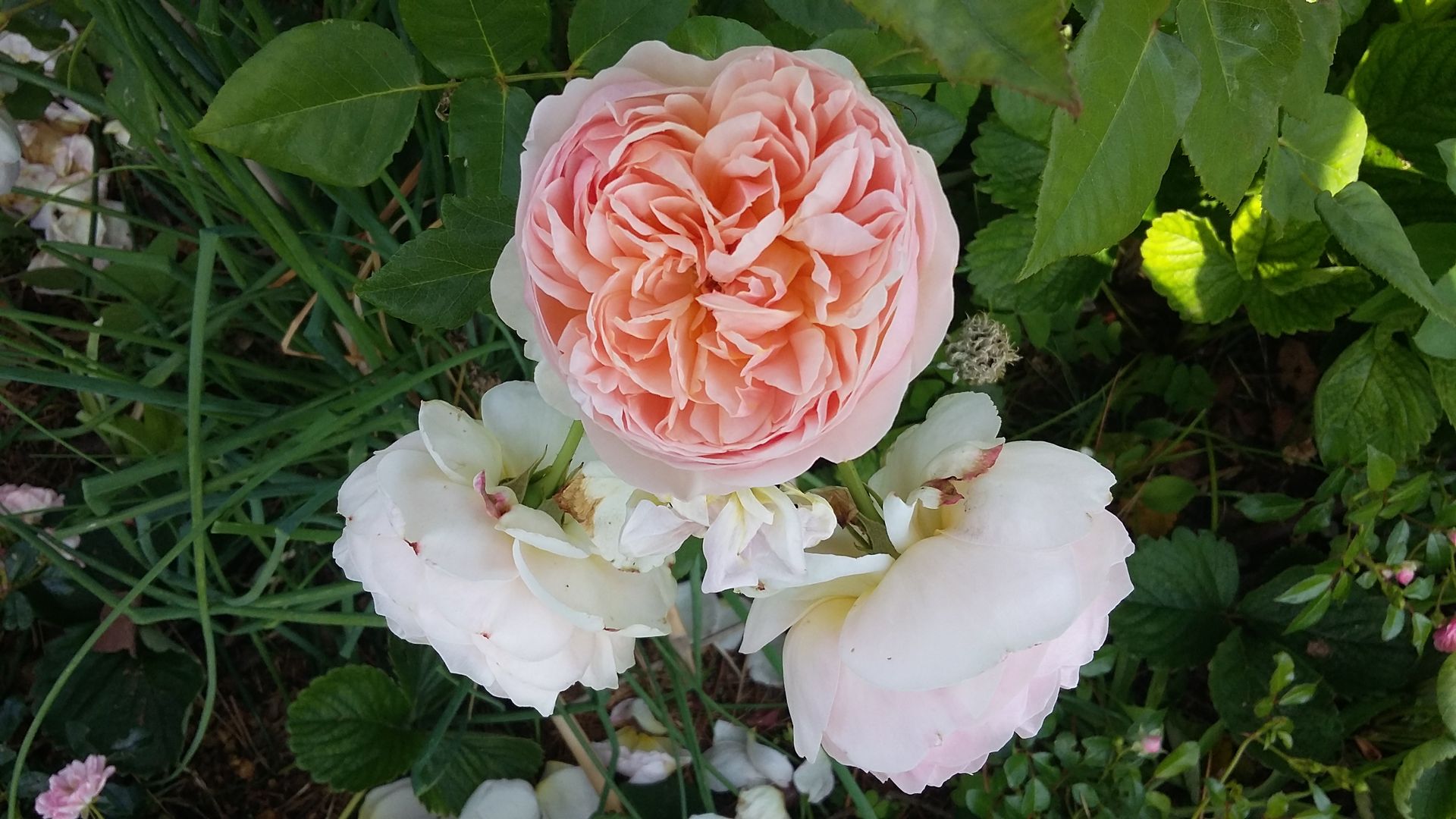 Rosa David Austin, Abraham Darby Maria Mayer | Interior & Landscape Design Jardins campestres