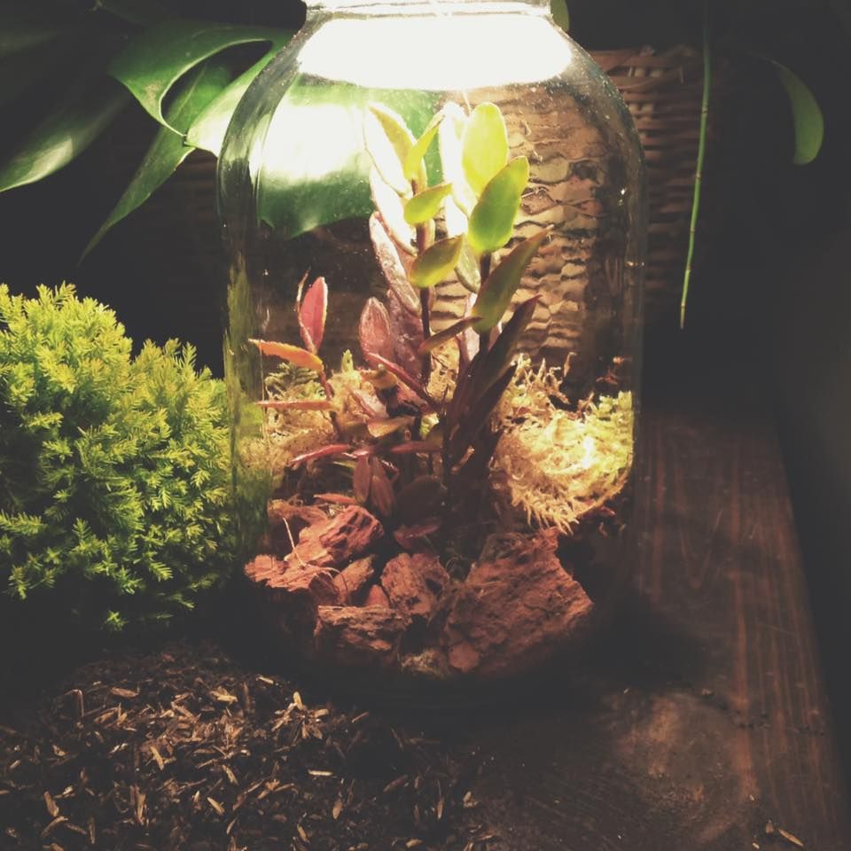 Terrarium Lamp - Personalised homify สวนภายใน กระจกและแก้ว ตกแต่งภายใน