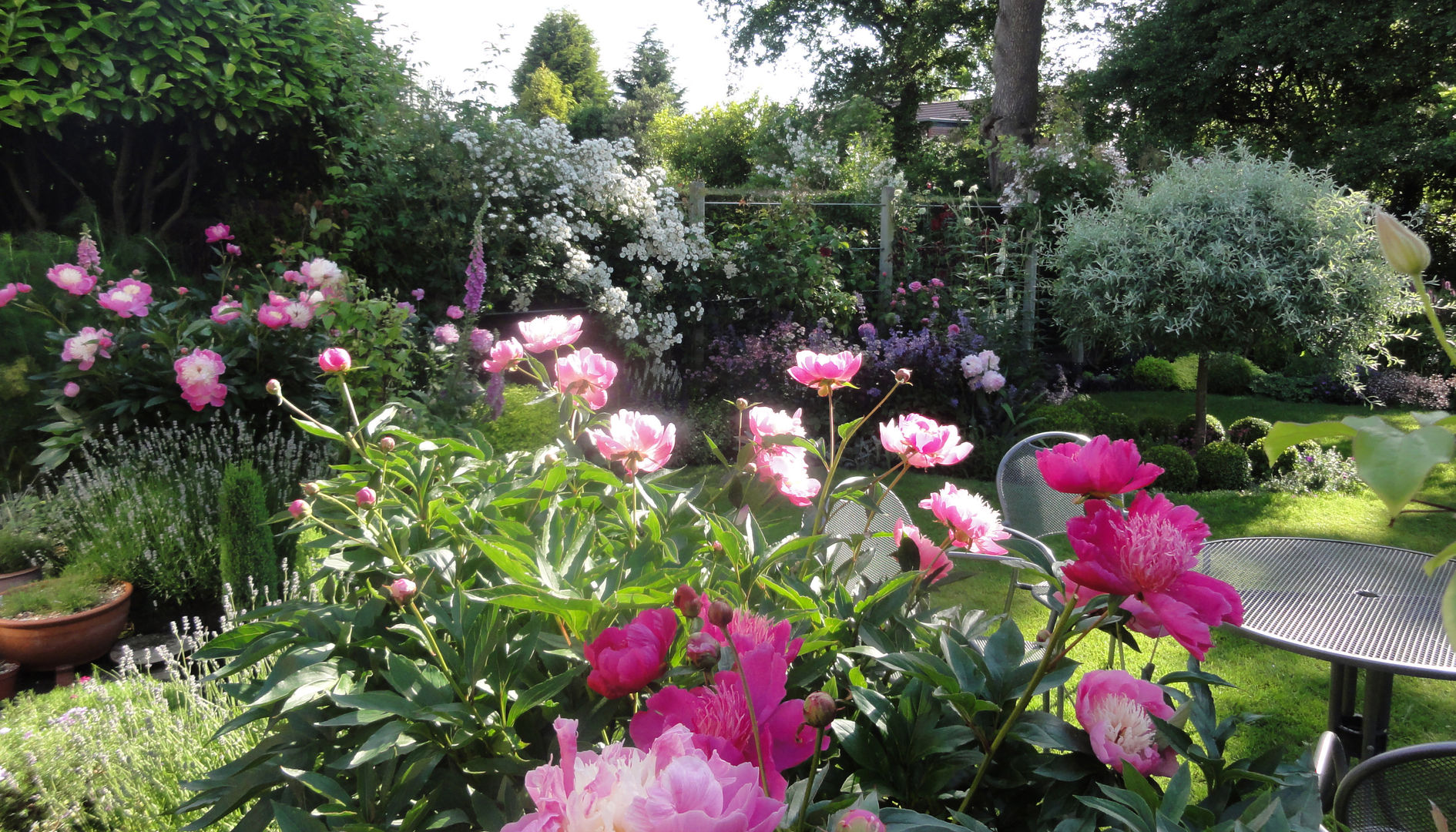 My Cheshire Garden - Peonies - Caroline Benedict Smith Garden Design Cheshire Caroline Benedict Smith Garden Design Cheshire Jardines de estilo clásico