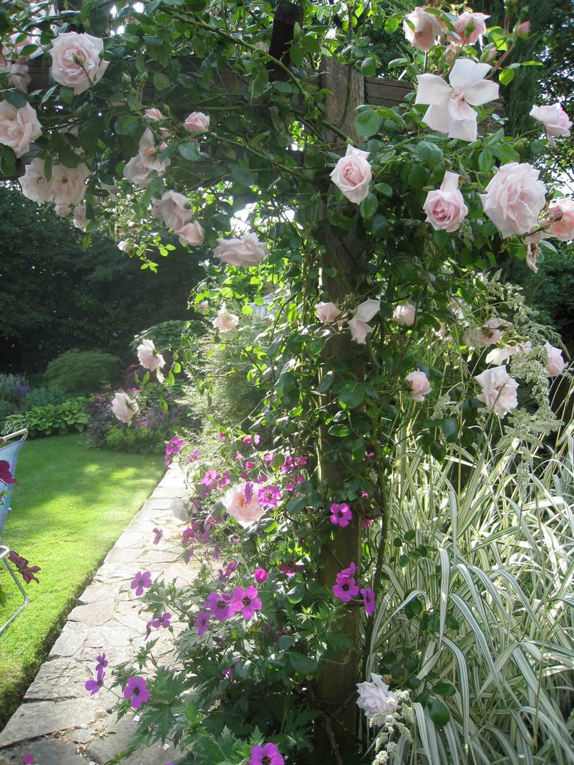 My Cheshire Garden - Rose New Dawn - Caroline Benedict Smith Garden Design Cheshire Caroline Benedict Smith Garden Design Cheshire Klasik Bahçe