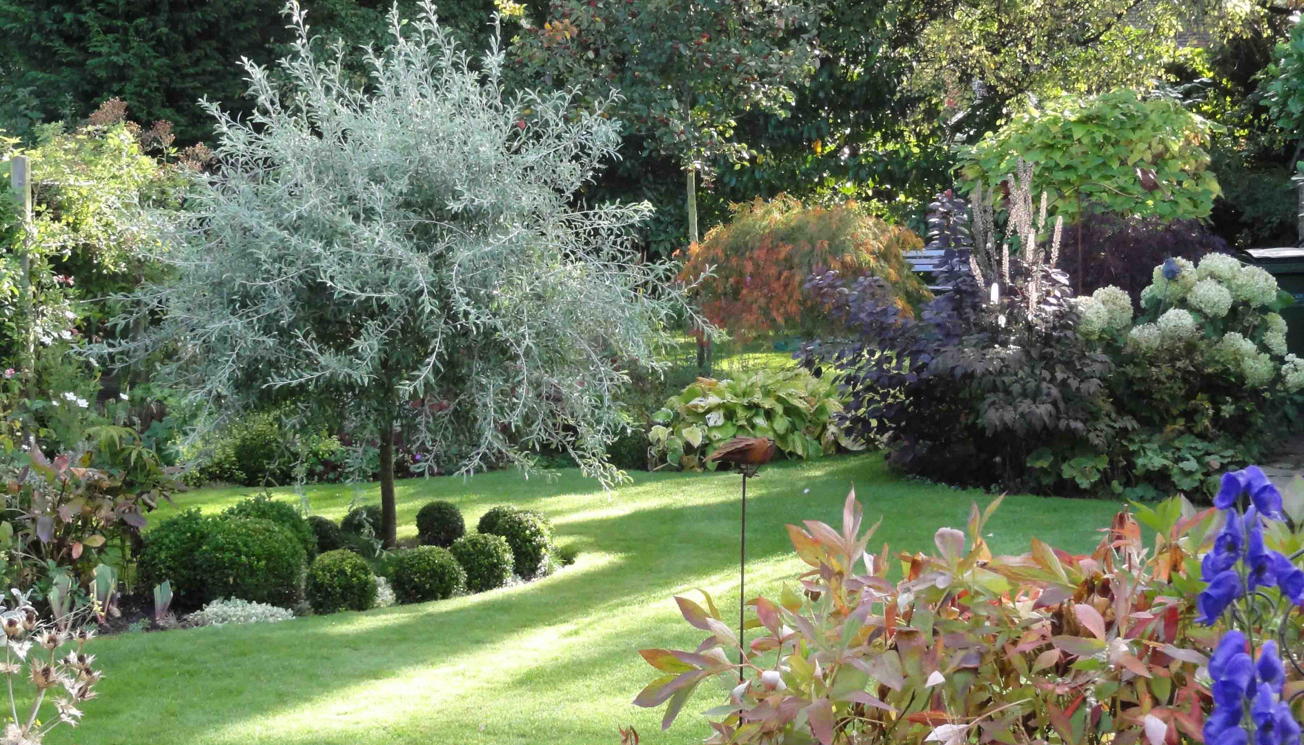 My Cheshire Garden - Autumn Silver Pear - Caroline Benedict Smith Garden Design Cheshire Caroline Benedict Smith Garden Design Cheshire Classic style garden