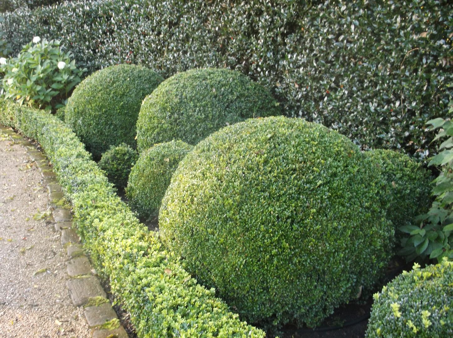 A Bowdon Garden Charlesworth Design Classic style garden topiary,bowdon,front garden,box hedge,box ball,holly hedge,hale,hedging,clipped hedges