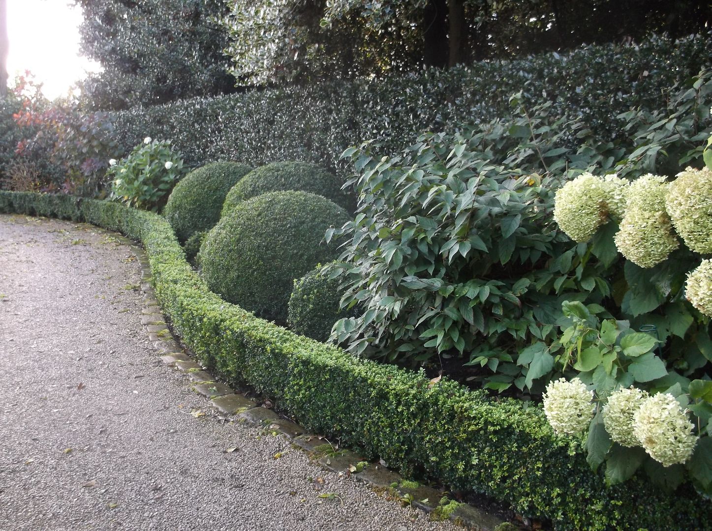 A Bowdon Garden Charlesworth Design حديقة hydrangea,frontgarden,bowdon,bowdongarden,classicgarden,boxballs,topiary