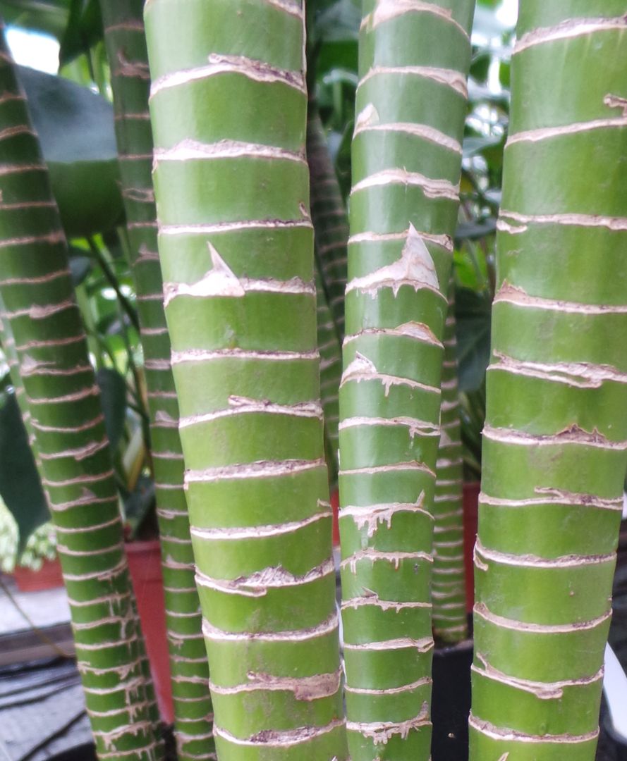 The stems of Tiger's bamboo are beautiful when seen in close-up Perfect Plants Ltd Jardín interior Fibra natural Beige Paisajismo de interiores