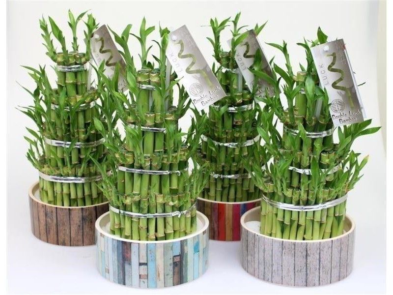 Lucky Bamboo just needs water in which to grow. The stems are arranged in various shapes and forms, making an architectural delight! Perfect Plants Ltd Interior garden Natural Fibre Beige Interior landscaping