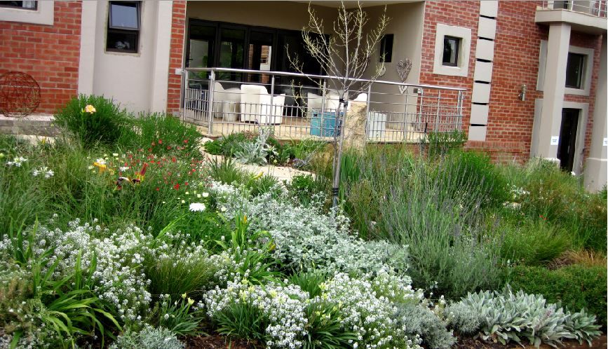 Prairie Style Front Garden Young Landscape Design Studio Modern Garden big garden,ideas,ground covers,low maintenance,waterwise,frost hardy,grasses,front garden,pavement garden