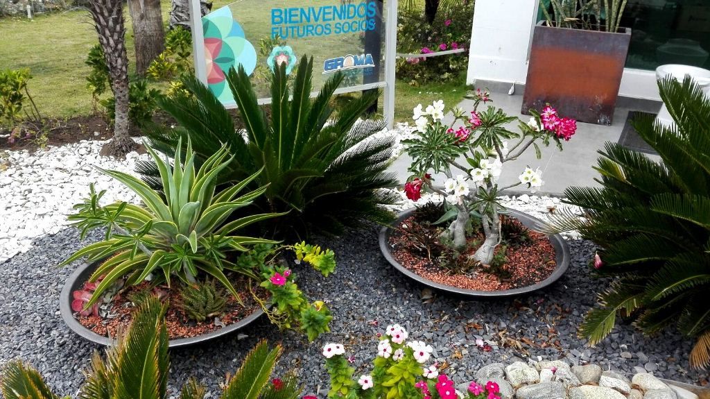 homify Jardines tropicales