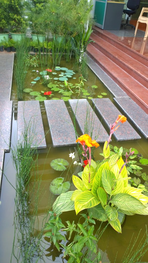 Natural Pond Entryway Cherry Gardens Tropical style garden Office,Lotus,modern office,steps,water garden,fountain