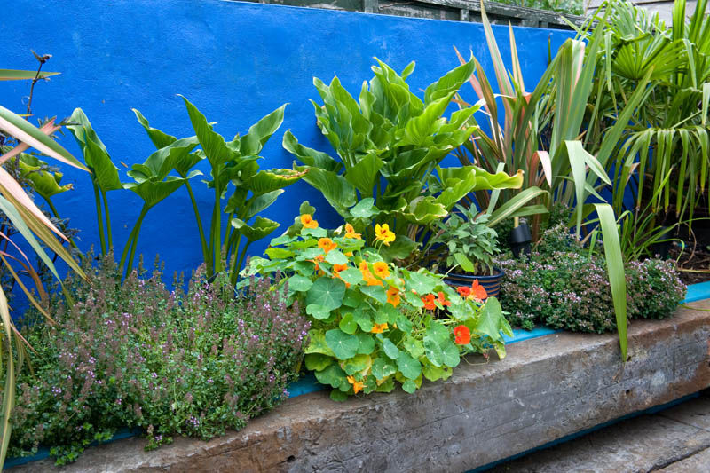 Railway Sleeper beds Earth Designs Jardines mediterráneos planter,railwaysleeper,gardenwall,fridakahlo,mexican,nasturtium,tropical,phormium