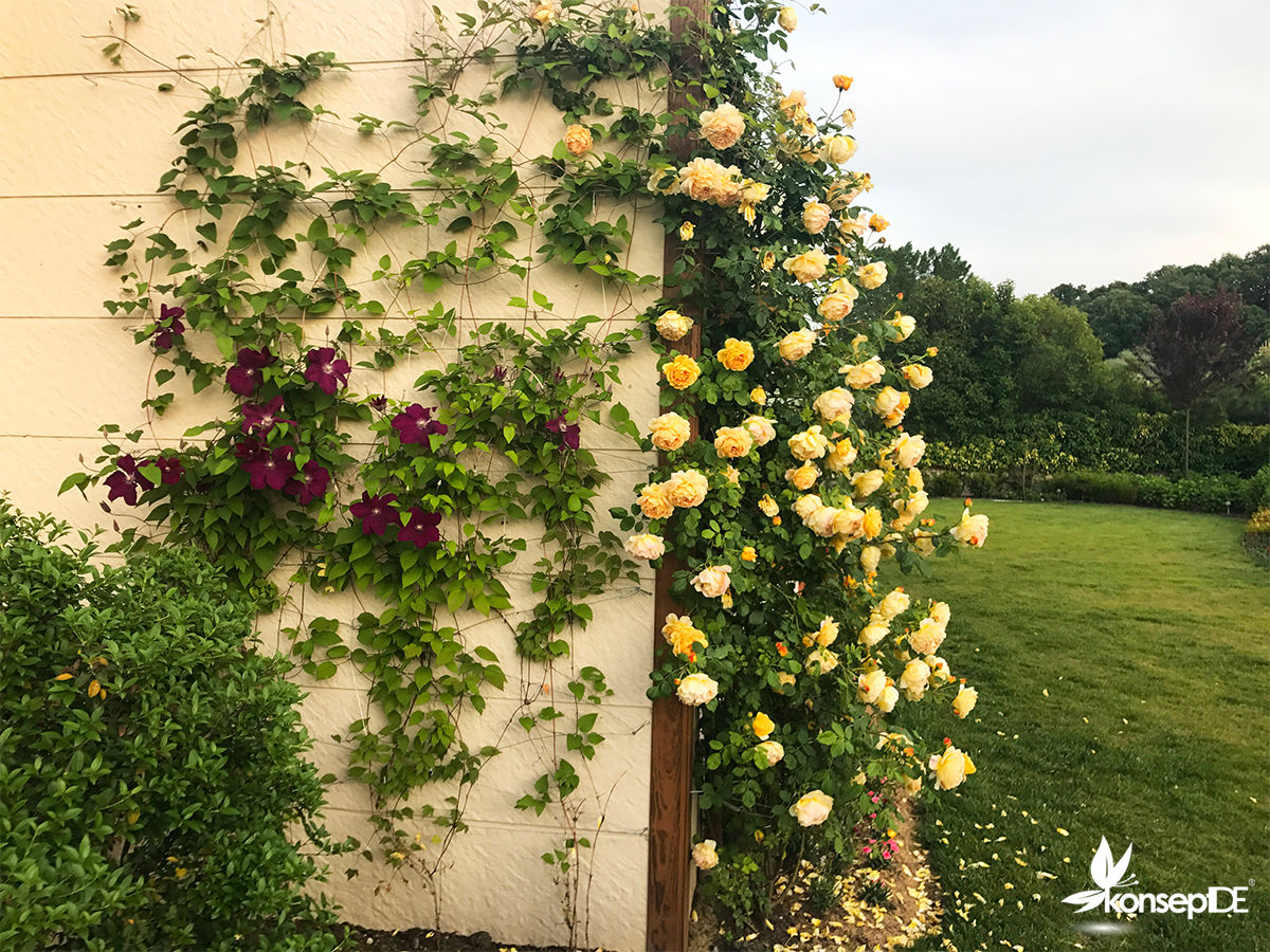 V.A ÖZEL KONUT PEYZAJ Projelendirme & Uygulama, konseptDE Peyzaj Fidancılık Tic. Ltd. Şti. konseptDE Peyzaj Fidancılık Tic. Ltd. Şti. Giardino moderno