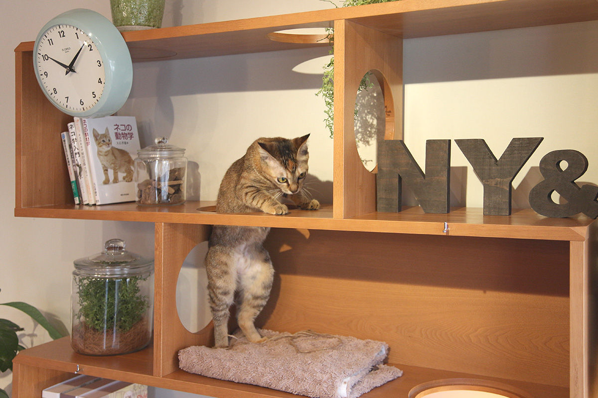 NYAND SHELF <CAVE> - Furniture for Cats and Humans -, 一級建築士事務所アンドロッジ 一級建築士事務所アンドロッジ Salas de estar modernas Armários e arrumação