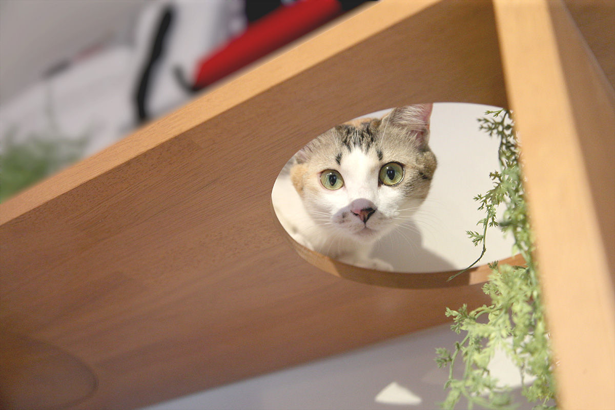 NYAND SHELF <CAVE> - Furniture for Cats and Humans -, 一級建築士事務所アンドロッジ 一級建築士事務所アンドロッジ Dormitorios infantiles modernos Almacenamiento