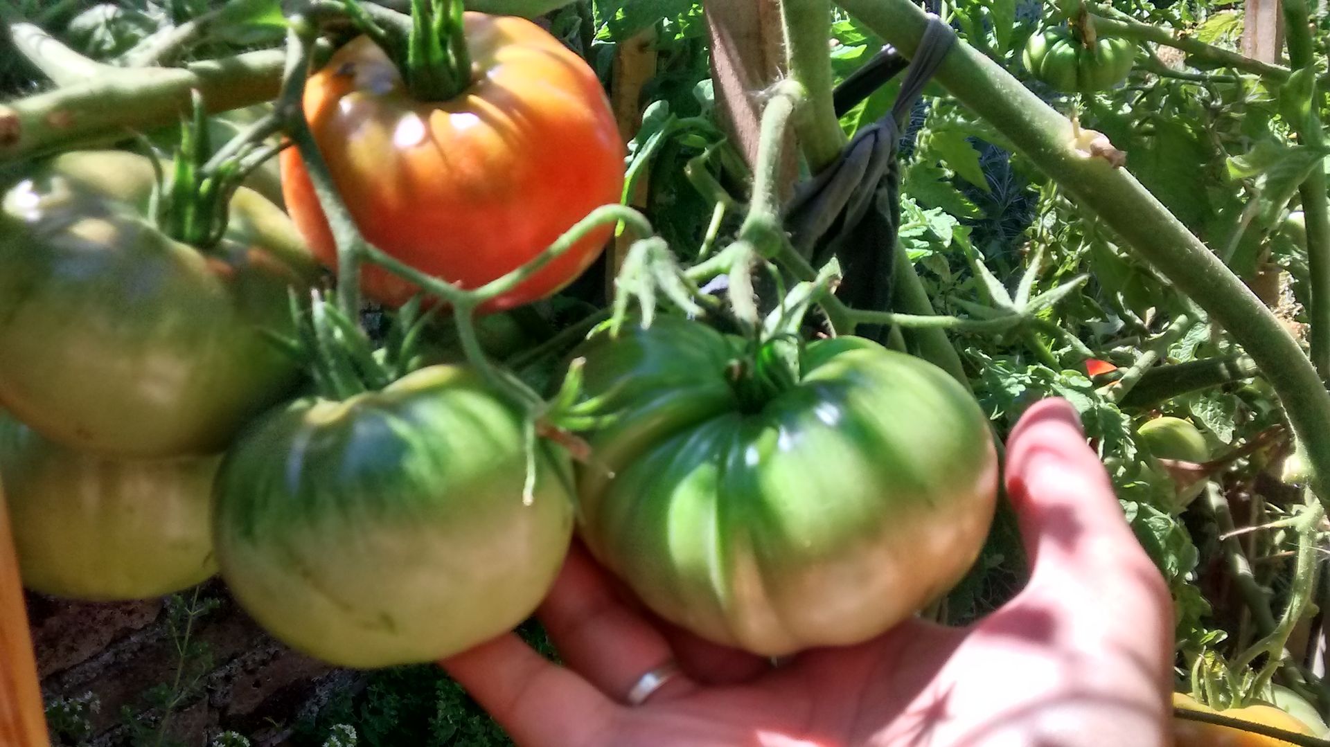 cosecha de tomates en huerta orgánica Pell Paisajismo Jardines de estilo rural