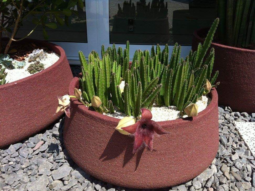 Vaso da giardino in cemento per piante grasse, per interni ed