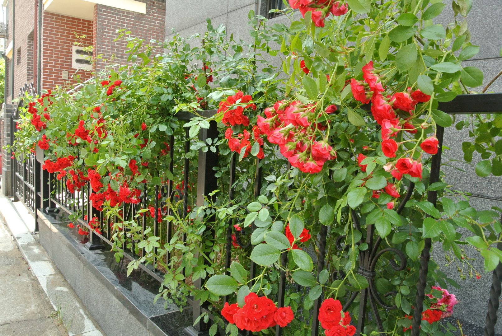 rose fence 보테니크 앞마당 fence,exterior,garden,rose,housegarden,flowergarden