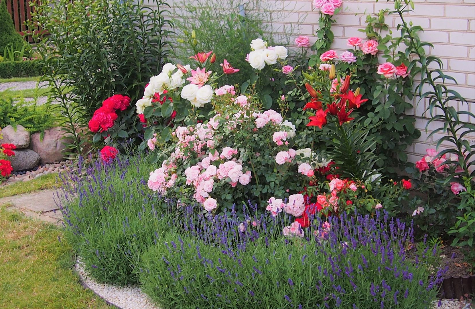 OGRÓD RÓŻANY, MAGIA OGRODU MAGIA OGRODU Rustykalny ogród ogród różany,różanka,projekt rabaty,rabata różana,róża i lawenda,bonica róża,róże w ogrodzie,magia ogrodu,rustykalny ogród,wiejski ogród,różowe róże,róża