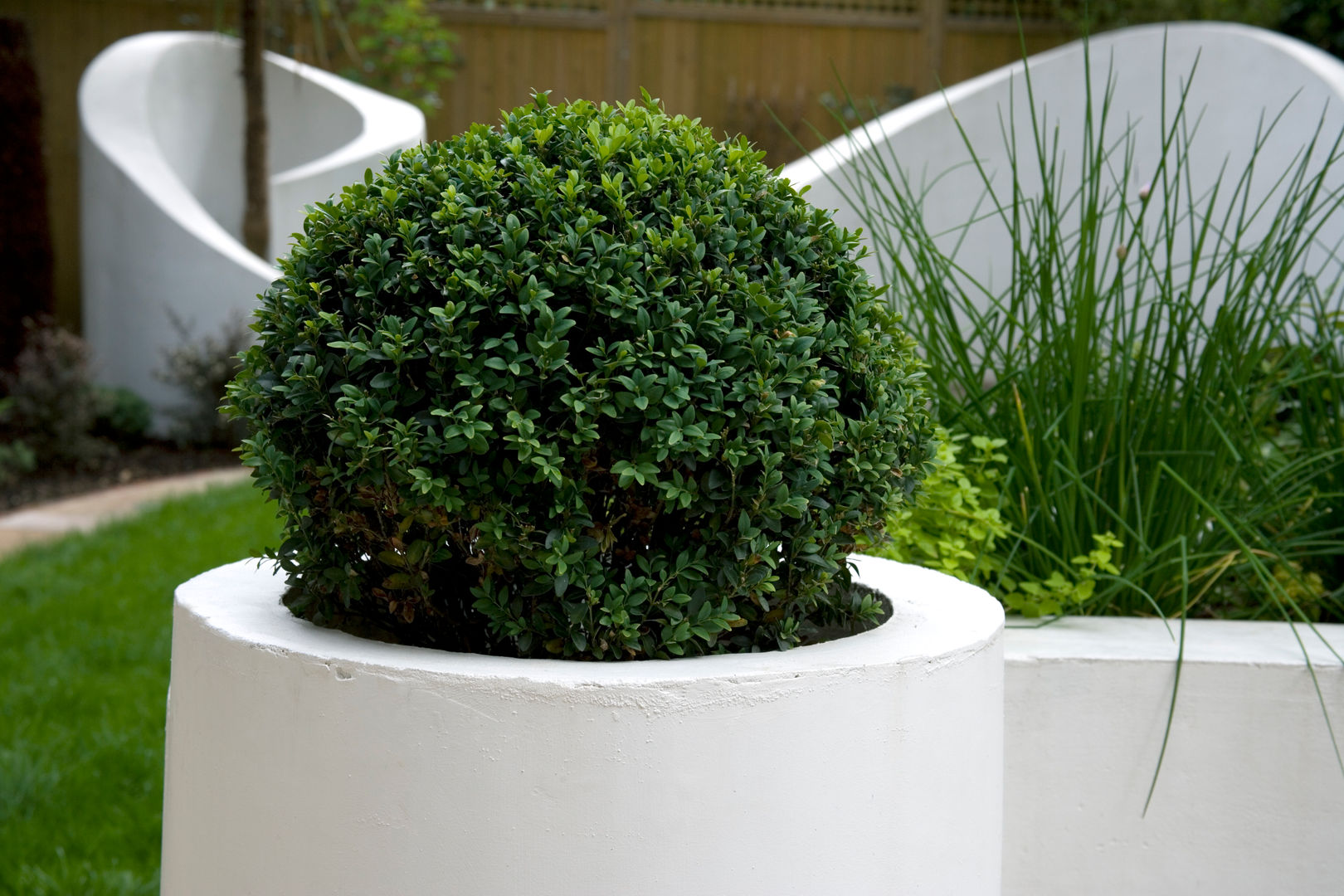 Box ball in planter Earth Designs Mediterranean style garden buxus,boxball,evergreen,box,plantingball,plant,ball