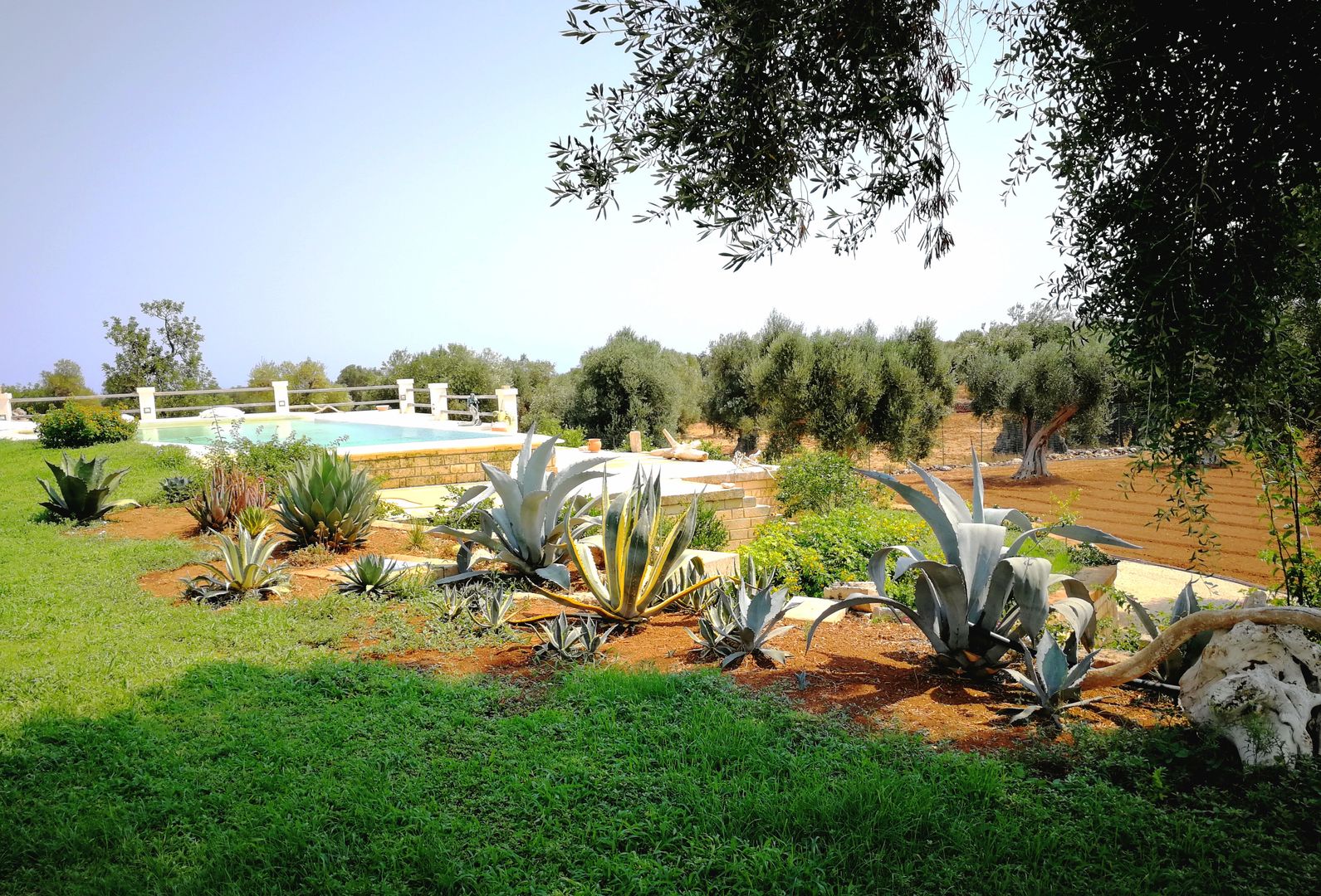 a protezione di un salto naturale di quota sono state posizionate Piante Succulente spinose che dissuadono dall'avvicinarsi al bordo. Rimanendo basse permetteranno di continuare ad apprezzare il paesaggio degli ulivi sullo sfondo Natura&Architettura Giardino in stile mediterraneo Pianta,Cielo,Comunità vegetale,Paesaggio naturale,Albero,Lotto di terra,Erba,Pianta legnosa,Arbusto,Prati