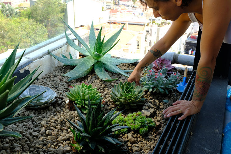 Los Altos İstanbul Kaktüs Bahçesi, Terraqua Design Terraqua Design Jardines con piedras Piedra