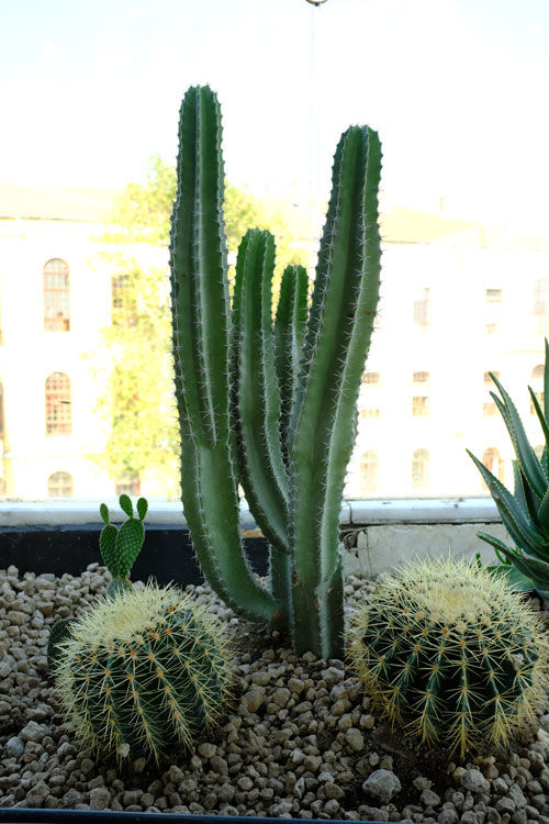 monstera pflege und standort Monstera Pertusum (Fensterblatt) kaufen? | Alfredo main image 0