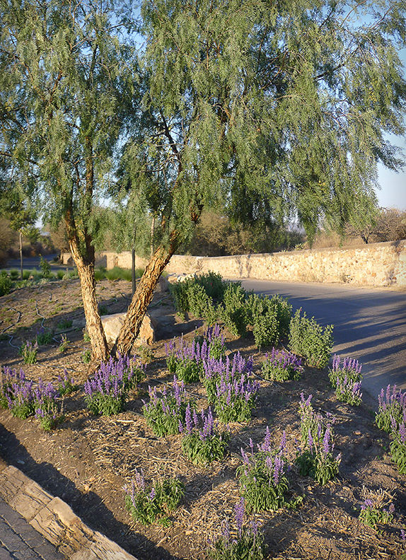 Salvias azules Hábitas Jardines rurales salvia,salvia azul,Puerta del Lobo
