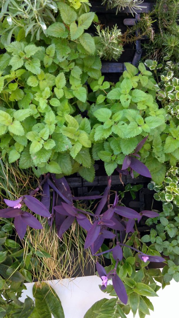 Detalle. Jardin Vertical con Substrato. GreenerLand. Arquitectura Paisajista y Tematización Jardines de estilo moderno