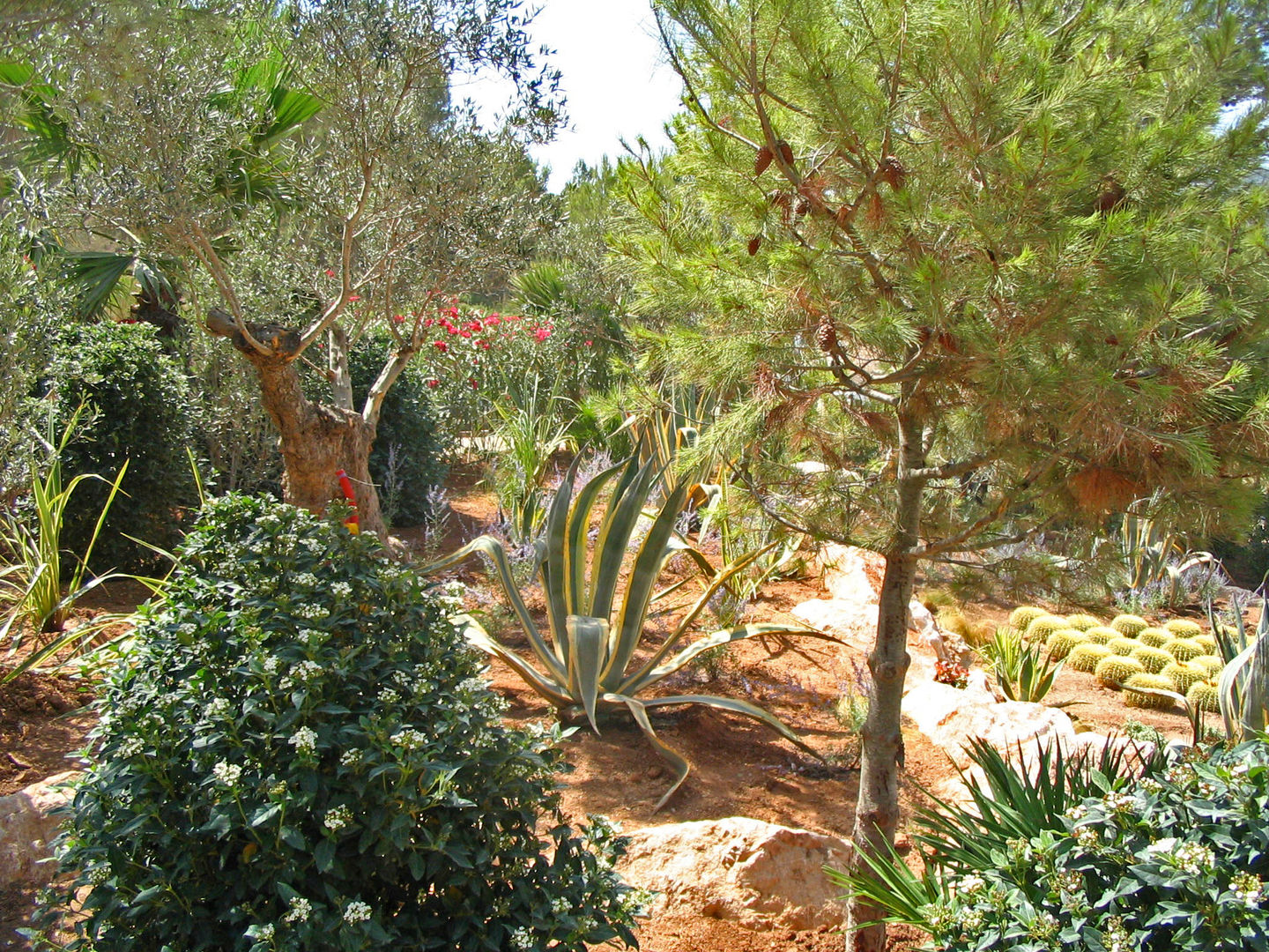 Mediterraner Traum: Villengärten auf Mallorca, guba + sgard Landschaftsarchitekten guba + sgard Landschaftsarchitekten Vườn phong cách Địa Trung Hải