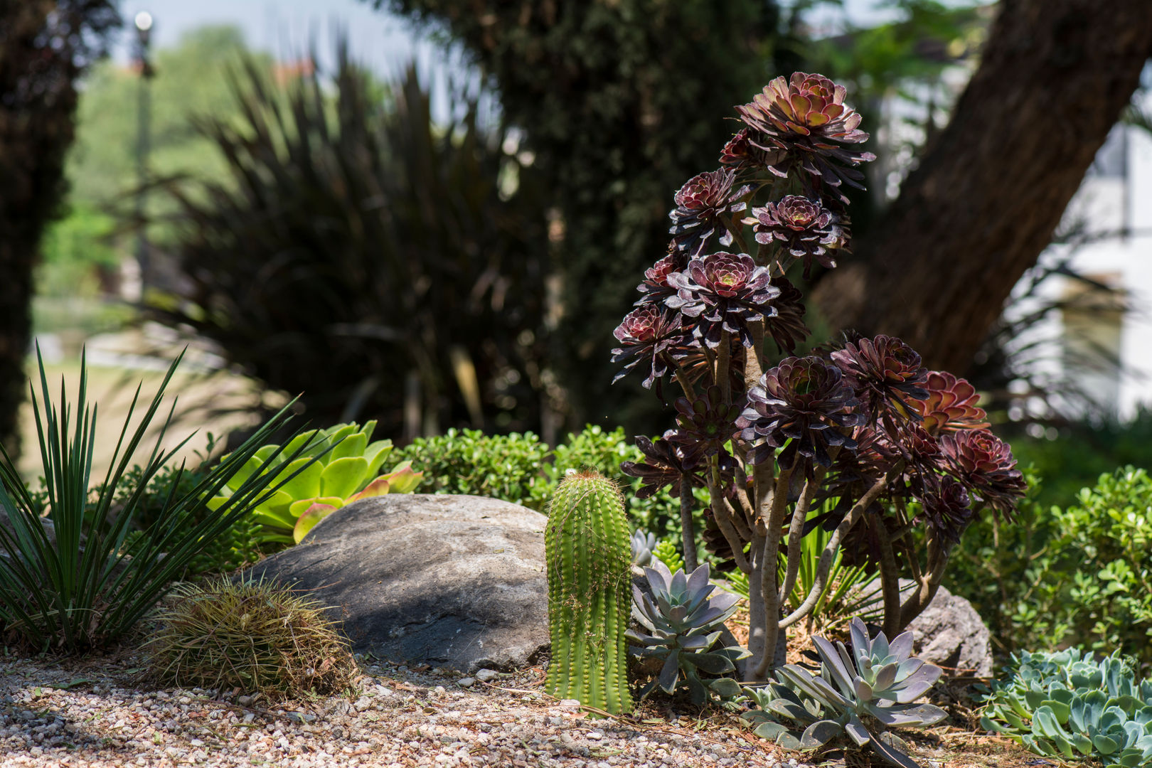 Decorar con cactus y suculentas