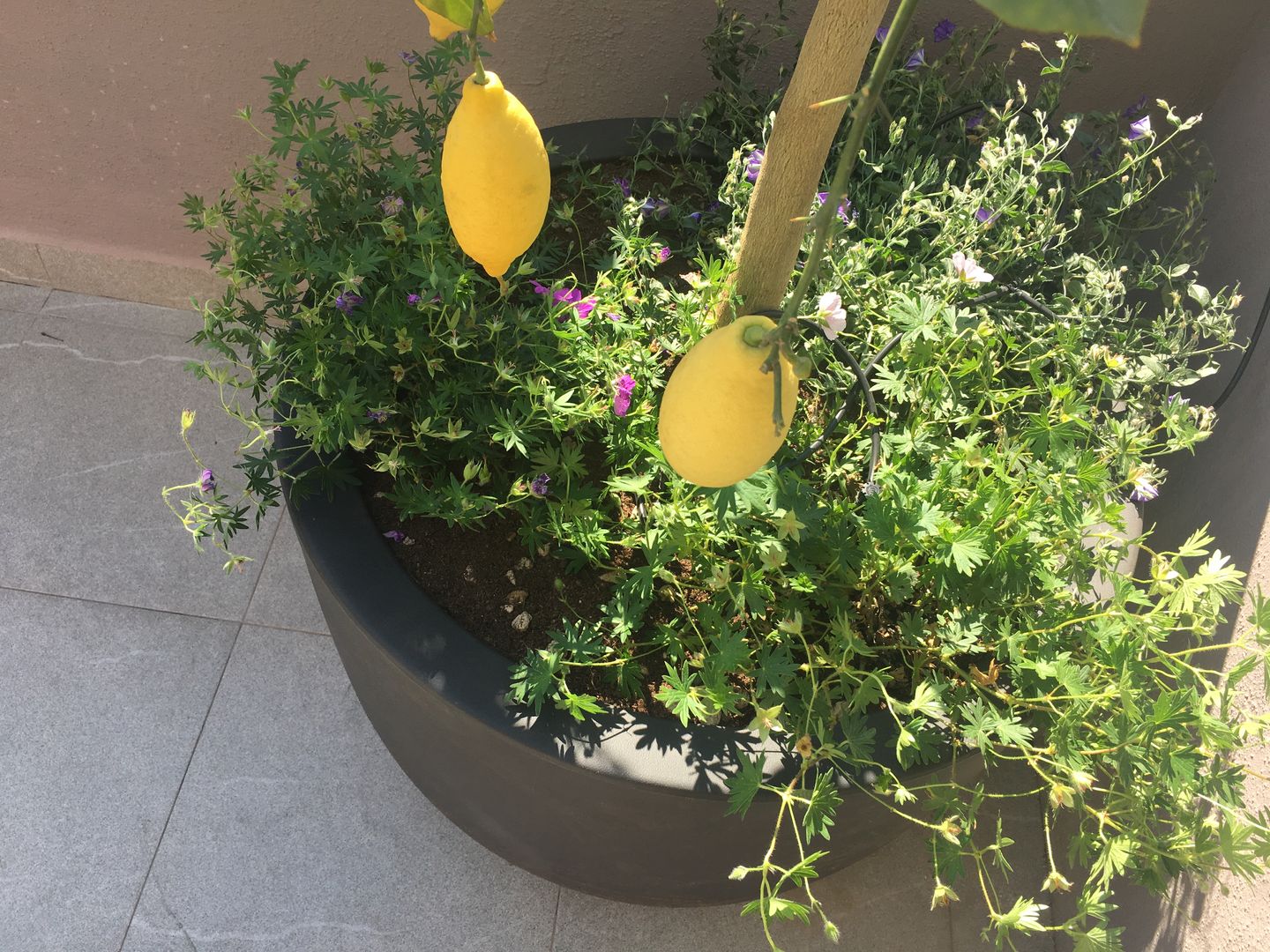 ​Una terrazza romana urban mediterranean, Au dehors Studio. Architettura del Paesaggio Au dehors Studio. Architettura del Paesaggio piante,fiori,decor,home,garden,giardino,limone,mediterraneo,roma,lazio,progettazione,terrazza