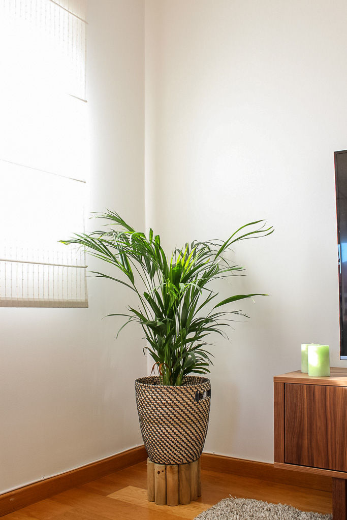 Plantas - palm tree homify Salas de estar modernas design de interiores,decoração,decorar com plantas,plantas de interior,Acessórios e Decoração