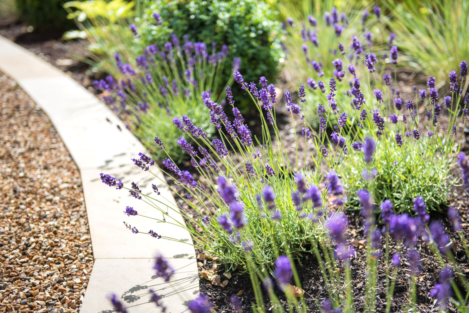 Pops of Purple Kate Eyre Garden Design Modern Garden Kate Eyre Garden Design, Kate Eyre, Balau, Decking, Outdoor Seating, Cedar Cladding, Lawn, Grass, Garden Design, Contemporary, Modern, Raised Bed, Porcelain, Patio, South Facing, Planting, Decking Design, Stepping Stones, Pathway, Garden Storage, Jasmine, Plants, Private, Garden Furniture, Heuchera, Clematis, Phormium