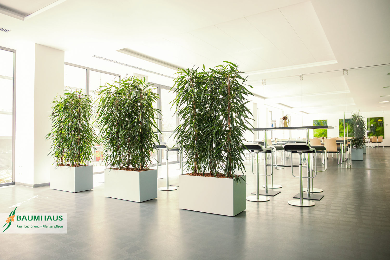 Pflanzen - der ideale Raumteiler BAUMHAUS GmbH Raumbegrünung Pflanzenpflege Gewerbeflächen Krankenhäuser