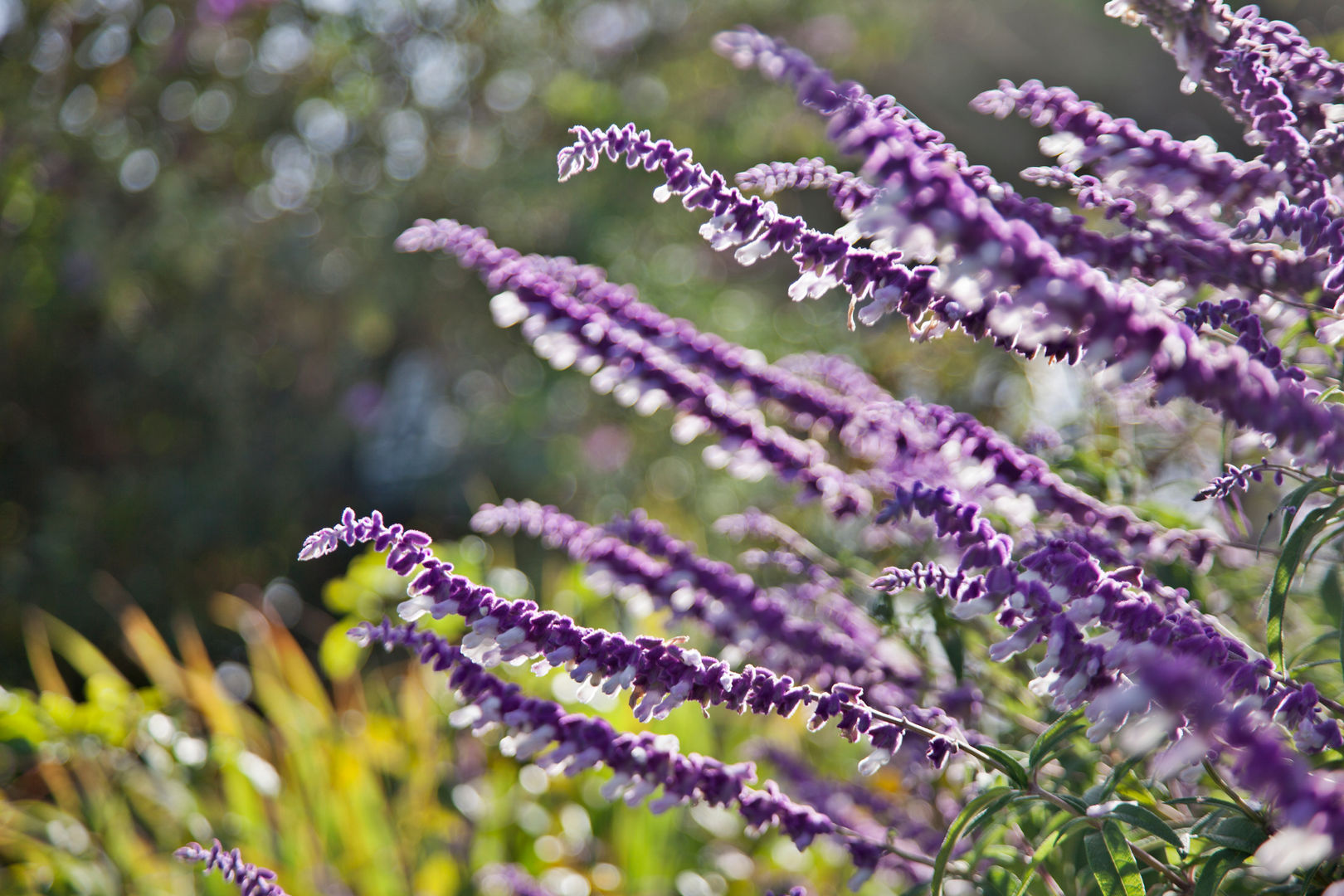 Salvia leucantha Maria Mayer | Interior & Landscape Design Jardins campestres