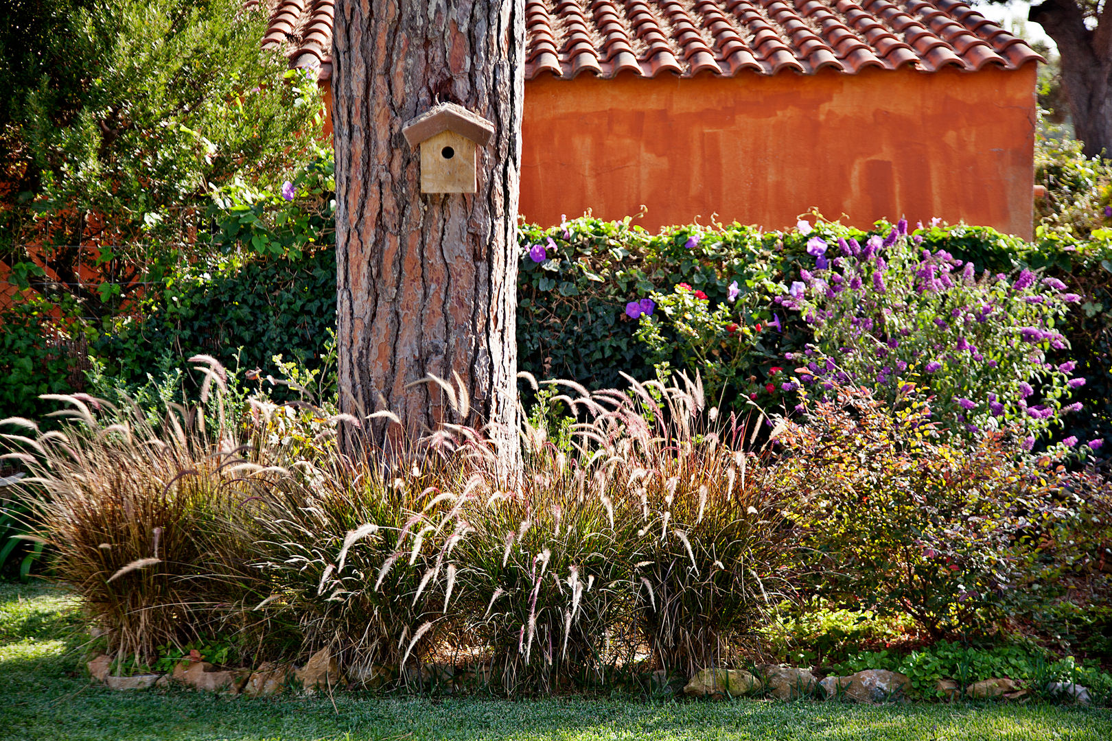 Gramíneas,Pennisetum setaceum 'Rubrum' Maria Mayer | Interior & Landscape Design Jardins campestres