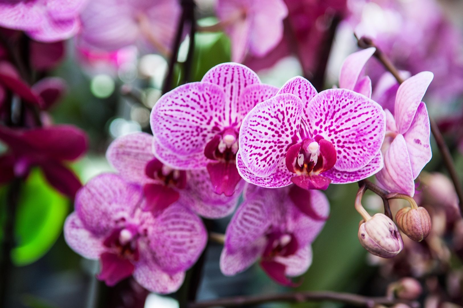 Curare le Orchidee: Trucchi e Consigli