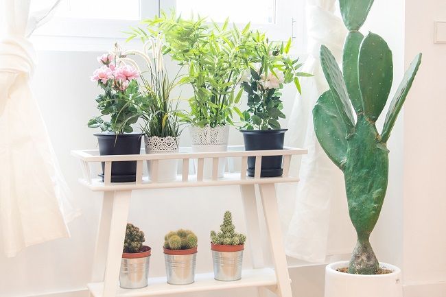 Plantas naturales en la vivienda Rez estudio Jardín interior plantas de interior,cáctus,flores de colores,Paisajismo de interiores