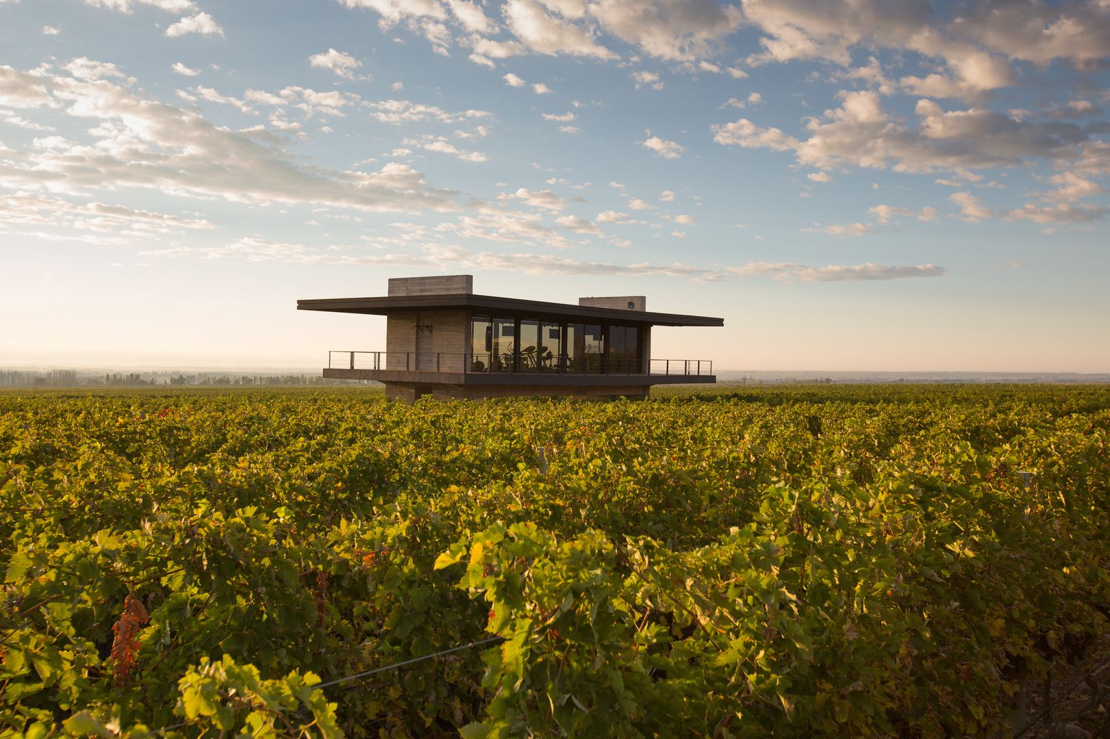 The Vines Resort & Spa, Bórmida & Yanzón arquitectos Bórmida & Yanzón arquitectos Commercial spaces Hotels